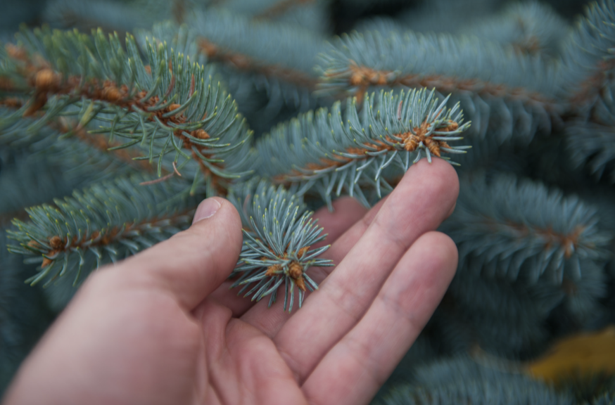 Christmas Tree Medicine