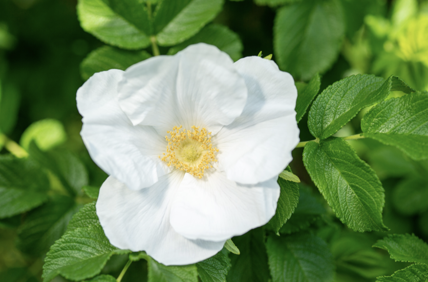 Japanese Wild Rose