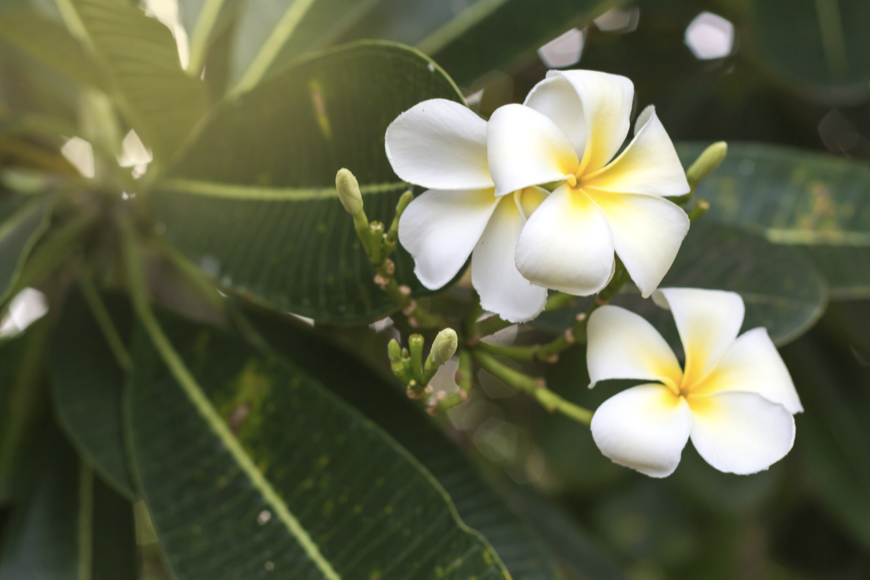 new-moon-in-leo-flower-plumeria-mary-wutz