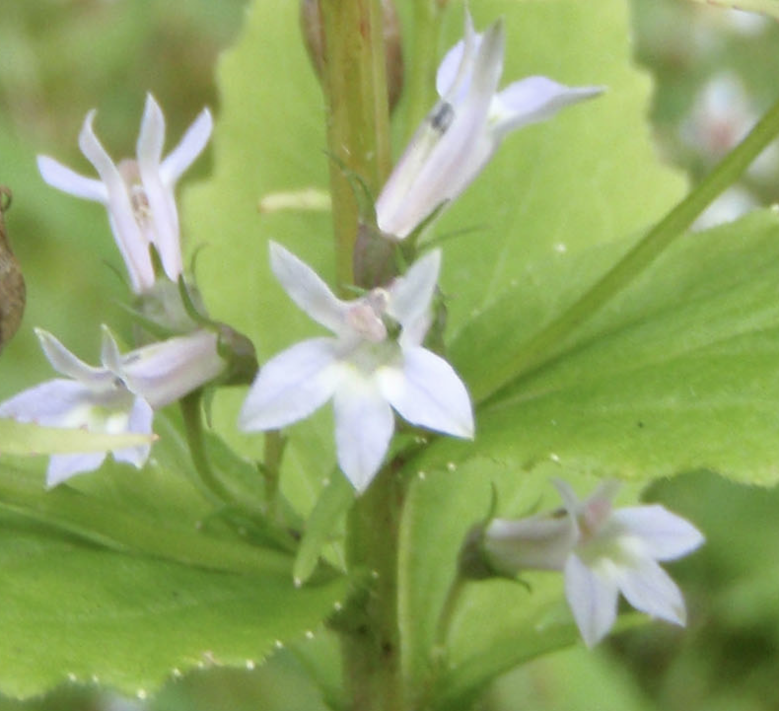 Lobelia for Physical