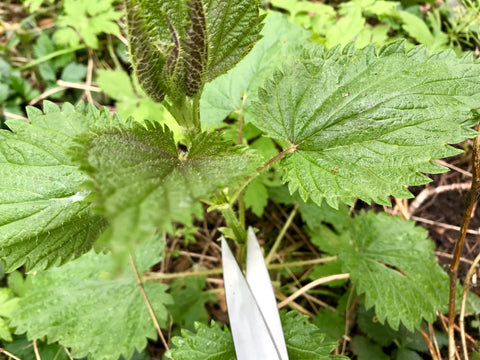 Medicinal Perfume