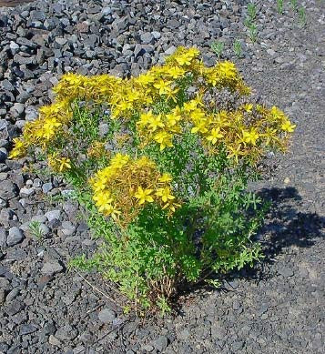 St. John's Wort Oil